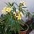 59" TALL LIVE YELLOW PLUMERIA POTTED TREE 2 thumbnail