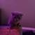 scottish fold kitten for sale 1 thumbnail