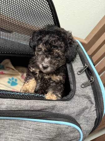 Toy poodle (Lucedale)63920390417538122
