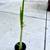 Well Rooted Lemon Grass in Pot, with new growth 1 thumbnail