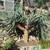 ALOE BAIENSEII ,DR SUSE tree & Dracaena Draco 11 15 thumbnail