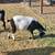 Pygmy Goats for sale 5 thumbnail