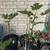 Plant clearance 5 thumbnail