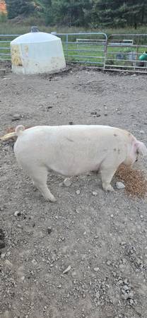 Pigs 1