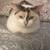 Cat rehoming 1 thumbnail