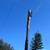 Tree services 5 thumbnail