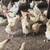 Laying hens gallinas 1 thumbnail