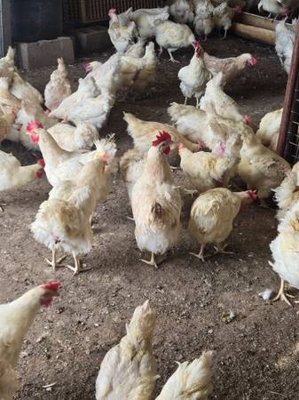 Laying hens gallinas 1