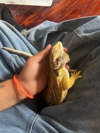 3 dragones barbudos (Auburn)63869711836417121