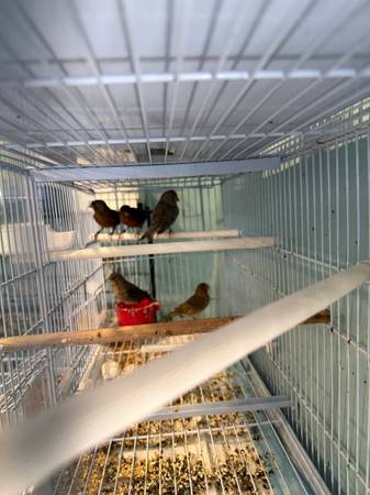 Young canaries 1