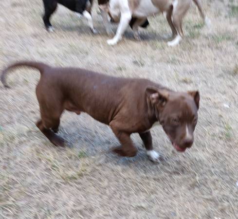 Charlie Brown (Vancouver)63842372198147123