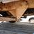 78 e250/350 4 thumbnail