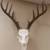 European skull mounts/European Mount 3 thumbnail