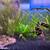 Aquarium plants! 3 thumbnail