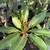 Plumeria Trees 8 thumbnail