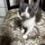 Kitten grey and white 3 thumbnail