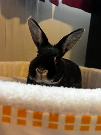 Rabbit63487045379329120