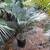 MADAGASCAR SAGO ///// CYCAS thouarsii 1 thumbnail