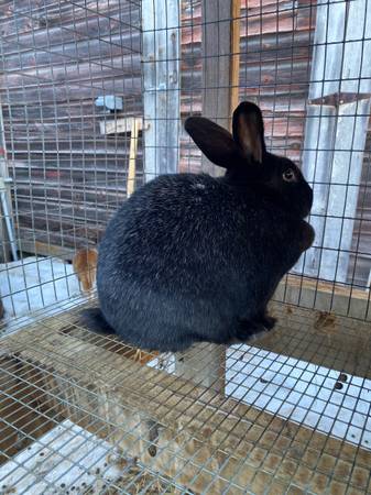 Silver Fox Meat Rabbits 1