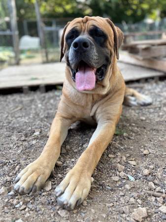 Mastiff (Troy MO.)63902739234563122