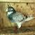 Pigeons homers 3 thumbnail