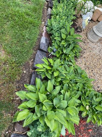 Plant Sale 3235 S. 83rd St. ongoing 1