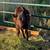 Bull calf 1 thumbnail