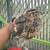 Jumbo Coturnix Quail 2 thumbnail