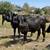 Brangus Replacement Heifers 1 thumbnail