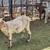 Sheeps Goats Borregos Chivos 11 thumbnail