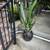 Potted Plant Sale 4 thumbnail