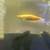 16-17” Semi short body albino arowana 9 thumbnail
