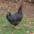 Rooster black onyx/Rhode red 5 thumbnail