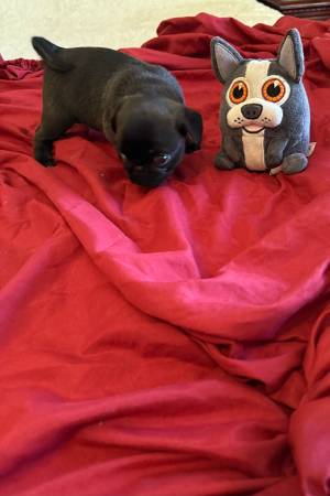 Pugs de raza pura (Atlanta)63612526399619122