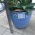A pot of tiger tooth aloe succulents 4 thumbnail