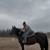 17 year old gelding 7 thumbnail