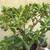 Jade and zebra plants in a pair of glazed pots 2 thumbnail