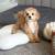 ActiveMaltipoopuppies 2 thumbnail