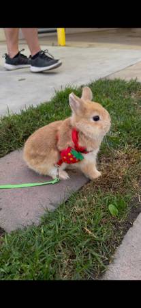 Netherland Dwarf Rabiit for sale 1