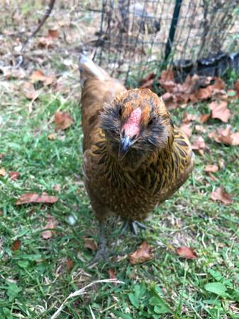 Organic Local Free Range Fresh Chicken Eggs 1