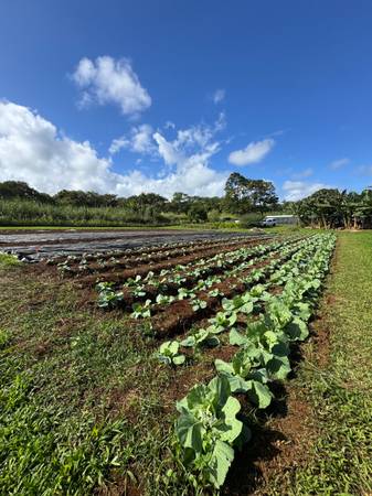 Community Supported Agriculture 1