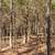 Arkansas  Ozarks 3 thumbnail