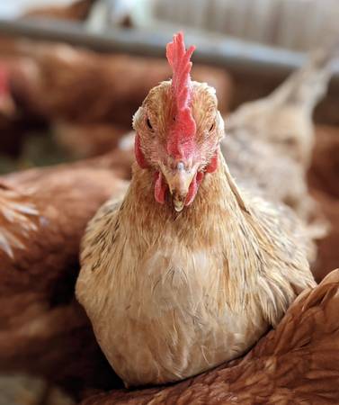 Laying Hens 1