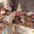 Mixed breed chicks and a male goat 4 thumbnail