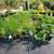 Arborvitae, Crape Myrtle, Sedum, Rose of Sharon, Beautyberry... $6.97 8 thumbnail