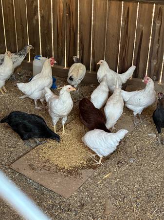 Chickens Roosters   for sale 1
