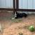 Puppies 3 thumbnail