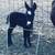 Adorable Miniature Donkeys 1 thumbnail