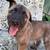 Belgian malinois rehome 6 thumbnail