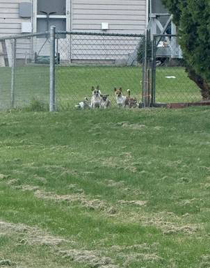 Hermosos cachorros de Chihuahua63885716757507121
